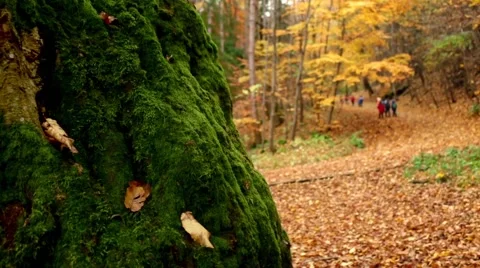 Kids walking in mountain at fall Stock Footage 69054254