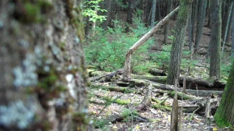 Kidwoods Stock Footage 607196