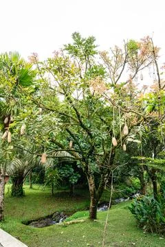 Kigelia 스톡 사진