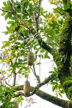 Kigelia 스톡 사진