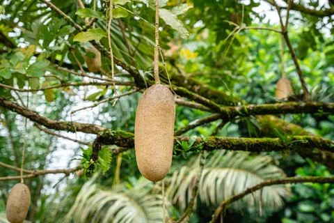 Kigelia Stock Photos