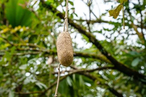 Kigelia Stock Photos