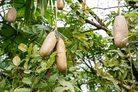 Kigelia Stock Photos