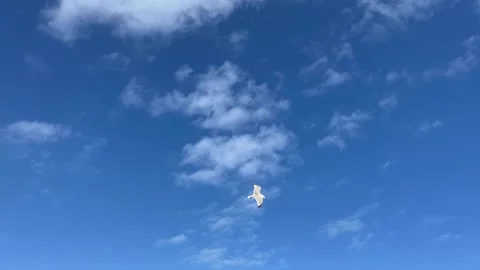KIITTIWAKE SEAGULL IN FLIGHT OVER FT. LAUDERDALE OCEAN WATERS Stock Footage 340298088