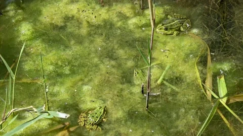 Kikkers in kroost 2 + audio Stock Footage 215635597