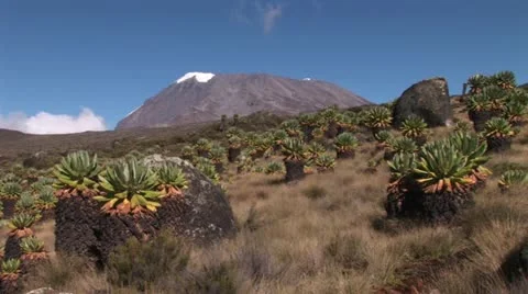 Kilimanjaro Video stock 24656863