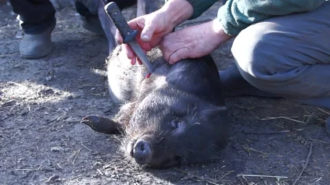 Kill the pig Stock Footage 138385964