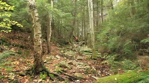 Killarney Provincial Park Stock Footage 17291248