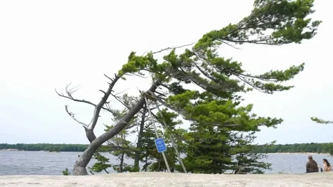 Killbear Park Iconic Pine on Life Support Stock Footage 249474428