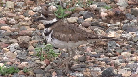 Killdeer on Alert Vídeos de archivo 50987844