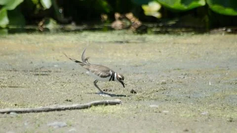 A Killdeer bird on a beach Фото