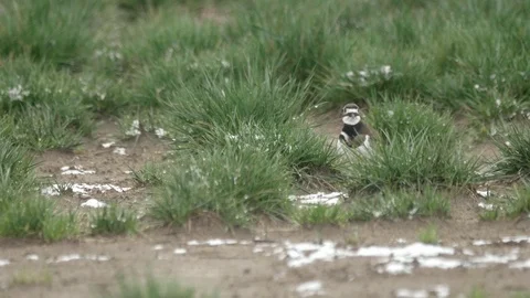 Killdeer bird cleaning feathers scratching in snow covered grass field Vídeos de archivo 124235871