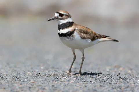 Killdeer bird extreme close up Stock Photos