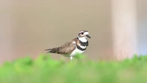 Killdeer bird feeding on earth worms at the lake shore in Michigan countrys.. Video stock 310475443