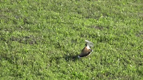A Killdeer Bird Feigns Broken Wing Stock Footage 138672810
