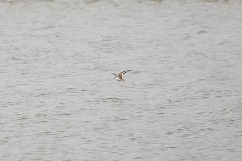 Killdeer Bird in Flight Stock Photos