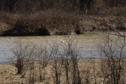 Killdeer Bird in Flight Stock Photos