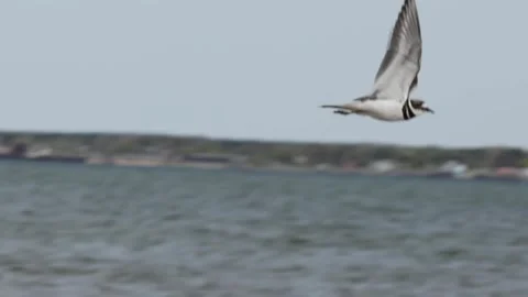 Killdeer bird flying gracefully over blue water surface in bright sunlight Stock Footage 325885738