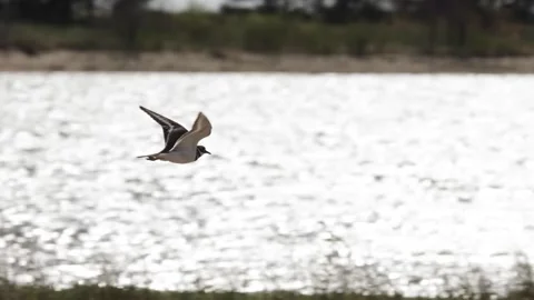 Killdeer bird flying low over sparkling lake water on a bright sunny day outdoor Stock Footage 325885652