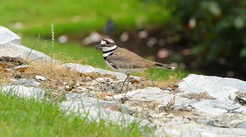 Killdeer bird guarding it's nest of eggs Stock Footage 26988884