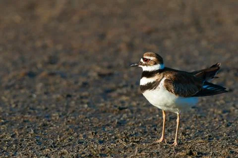 Killdeer bird Stock Photos