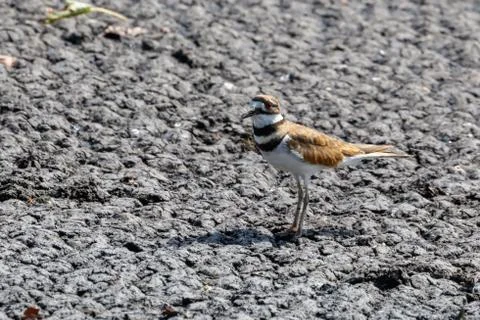 A killdeer bird Stock Photos
