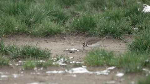 Killdeer bird searching and finding hunting worm food in snow grass field Vídeos de archivo 124235889