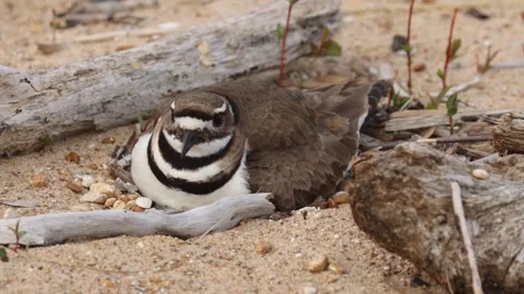 Killdeer bird sitting on nest in sandy ground environment with dry wood branches Video stock 325885556
