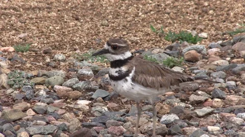 Killdeer Calling Out 스톡 동영상 51003415