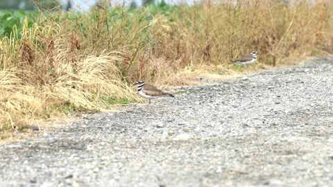Killdeer Calling on a Windy Roadside Stock Footage 343661670