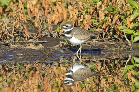 Killdeer casts mirrorlike reflection. Stock Photos
