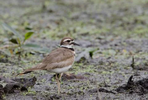 Killdeer closeup in a marsh 스톡 사진