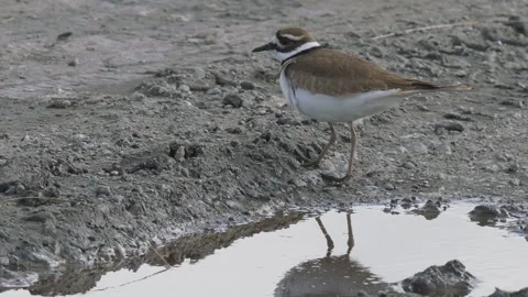 Killdeer crosses pond in mud,2k Stock Footage 152858889