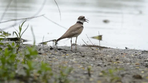 Killdeer displaying vocalization on lake shore Vídeos de archivo 39566569