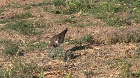 Killdeer Feeding Vídeos de archivo 50553207