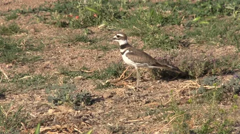 Killdeer in Field Stock-Footage 50553277