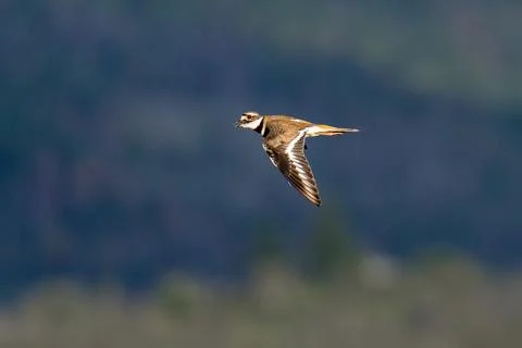 Killdeer flying in flight Stock Photos