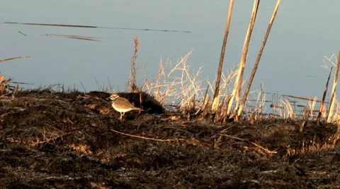 Killdeer Stock Footage 36825472