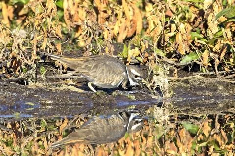 Killdeer forages by the shore. Stock Photos