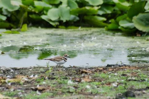 A killdeer foraging on the shore of a marsh Foto stock