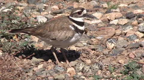 Killdeer Guarding her Nest Vídeos de archivo 51003546
