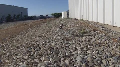 Killdeer guarding nest Stock Footage 243683931