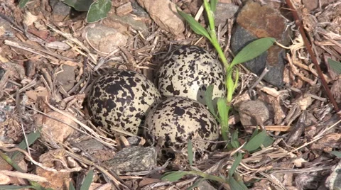 Killdeer Nest With Eggs Vídeos de archivo 51109895