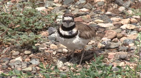 Killdeer at Nest Stock-Footage 51004004