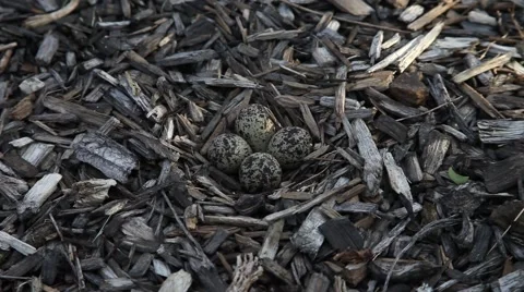 Killdeer nest 動画素材 62502715