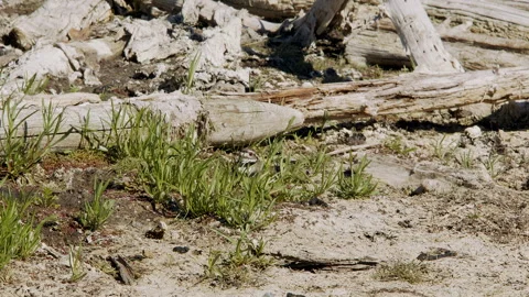 Killdeer on nest, long shot, with catchlight, on lake shore,  nature bird, 4k Stock Footage 277116537
