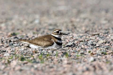 Killdeer on nest Stock Photos