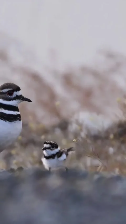 Killdeer parent bird calling to its fluffy chick in a natural habitat 库存影片 335248446