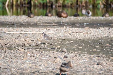 A killdeer perching on the ground. Stock Photos