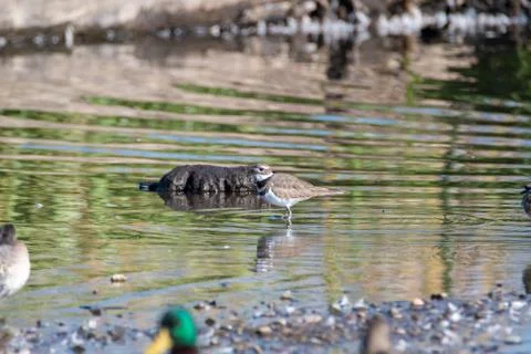 A killdeer perching in the shallow. Stock Photos